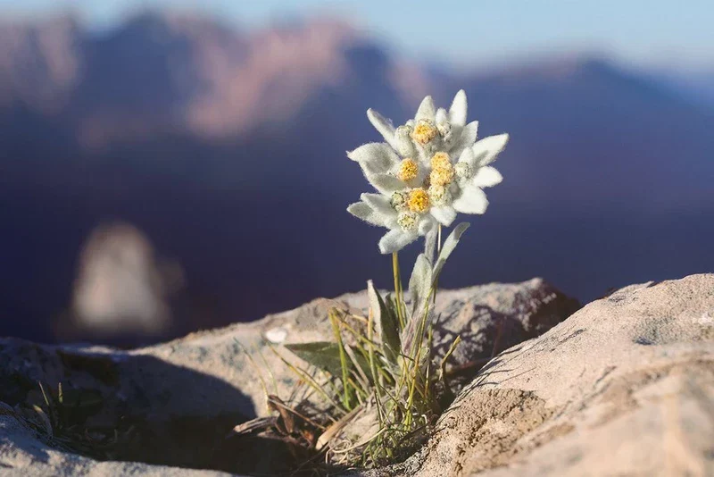 Edelweiss Day & Night Duo - Image 5